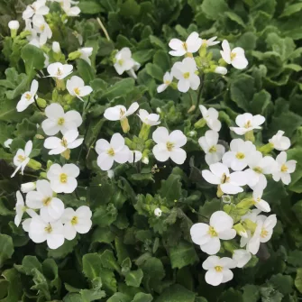 Ikravirág (Arabis)