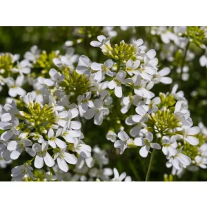 Arabis procurrens Glacier - Ikravirág