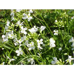 Arabis procurrens - Ikravirág