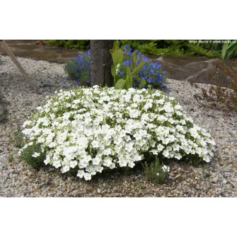 Homokhúr (Arenaria)