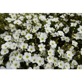 Homokhúr (Arenaria)