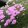 Armeria juniperifolia - Pázsitszegfű