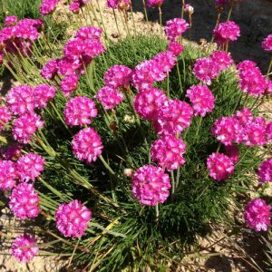 Armeria maritima Abbey Deep Rose - Pázsitszegfű