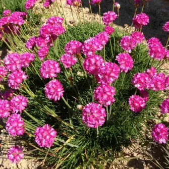 Homokhúr (Arenaria)