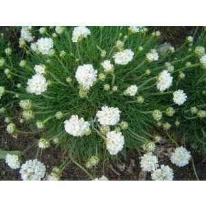 Armeria maritima Abbey White - Pázsitszegfű