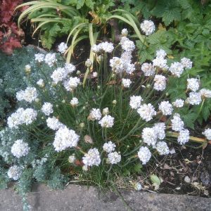 Armeria maritima Armada White - Pázsitszegfű