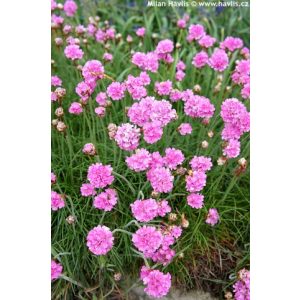 Armeria maritima Armada Rose - Pázsitszegfű