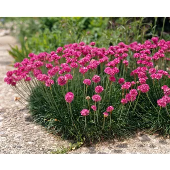 Pázsitszegfű (Armeria)