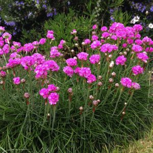 Armeria maritima Rosea - Pázsitszegfű