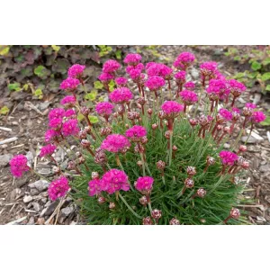 Armeria maritima Splendens - Pázsitszegfű