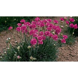 Armeria maritima Splendens Perfecta - Pázsitszegfű