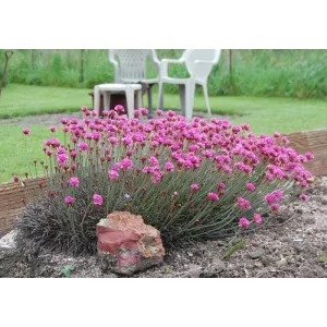 Armeria maritima Vesuvius - Pázsitszegfű