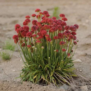 Armeria pseudarmeria Ballerina Red - Pázsitszegfű