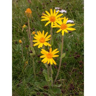 Árnika (Arnica)