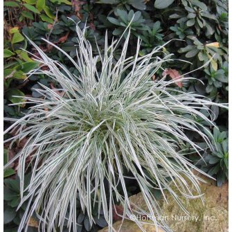 Franciaperje (Arrhenatherum)