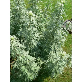Üröm (Artemisia)