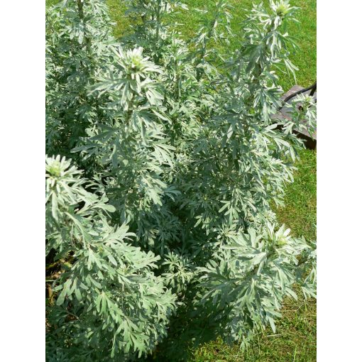 Artemisia absinthium - Üröm