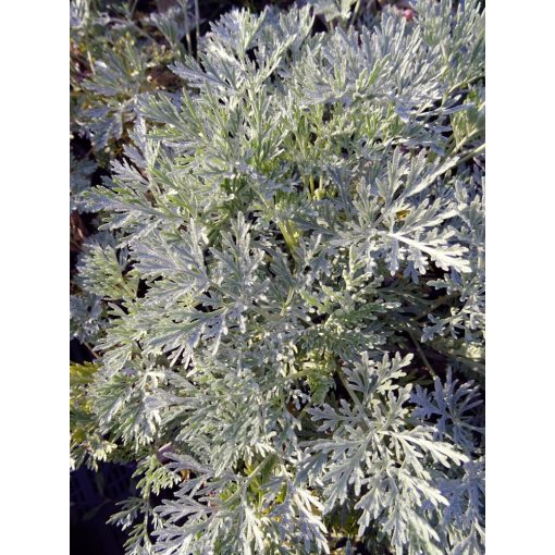 Artemisia absinthium Lambrook Silver - Üröm
