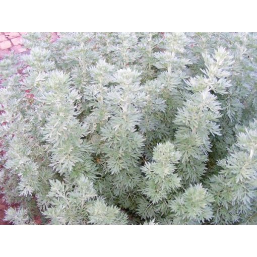 Artemisia arborescens - Üröm
