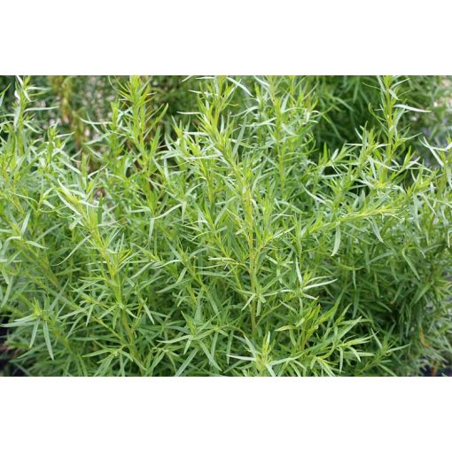 Artemisia dracunculus French Dragon - Francia tárkony