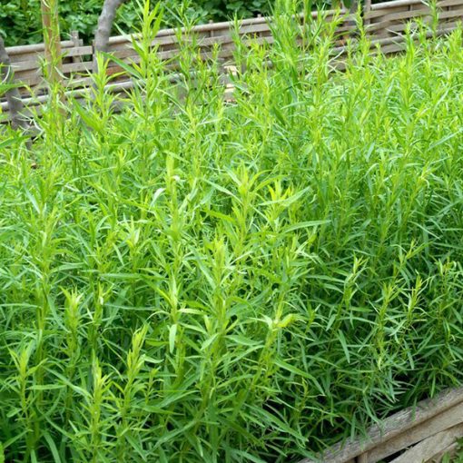 Artemisia dracunculus Senior - Tárkony