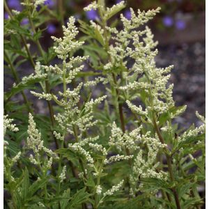 Artemisia lactiflora Elfenbein - Üröm