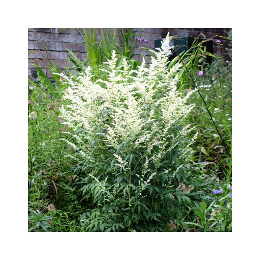 Artemisia lactiflora Jim Russell - Üröm