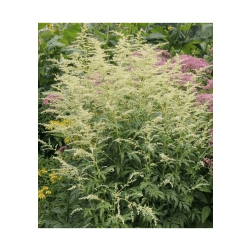 Artemisia lactiflora Weisser Dame - Üröm