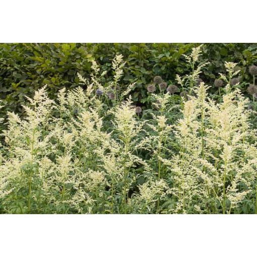 Artemisia lactiflora - Üröm