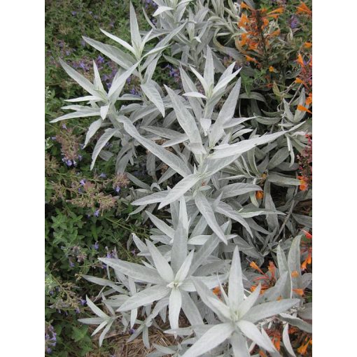 Artemisia ludoviciana - Üröm