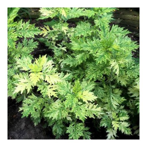 Artemisia Oriental Limelight - Üröm