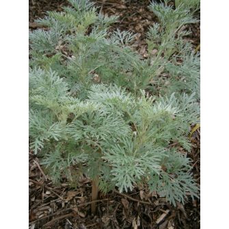 Üröm (Artemisia)