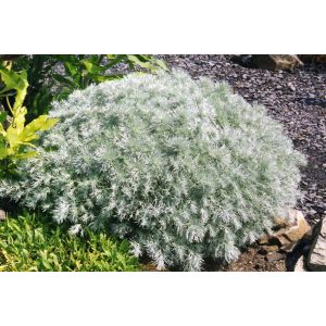 Artemisia schmidtiana Nana - Üröm