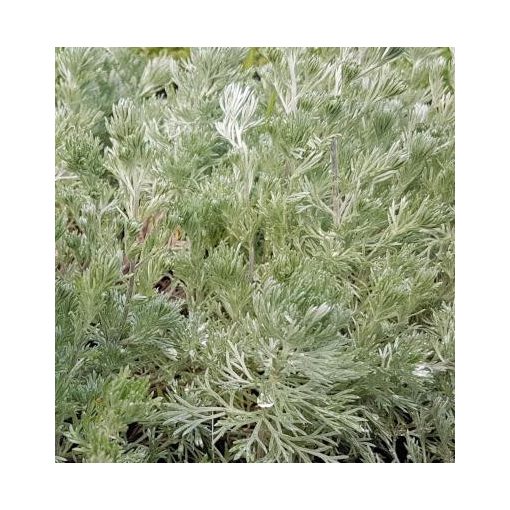 Artemisia schmidtiana Nana Attraction - Üröm