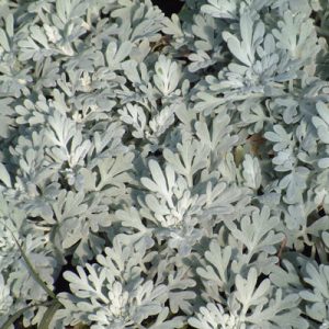 Artemisia stelleriana Broughton Silver - Üröm