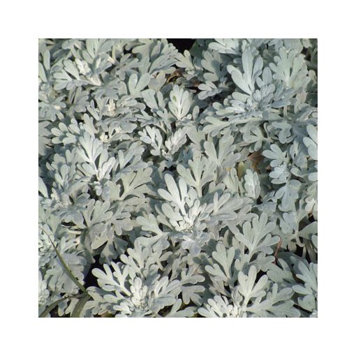 Artemisia stelleriana Broughton Silver - Üröm