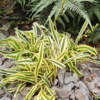 Új-zélandi liliom (Arthropodium)