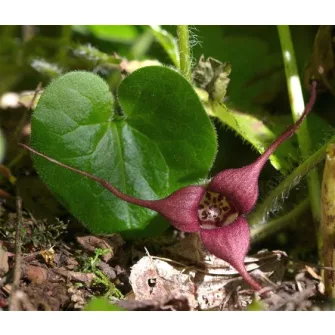 Kapotnyak (Asarum)
