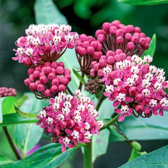 Kínai leander (Asclepias)