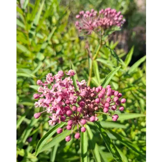 Kínai leander (Asclepias)