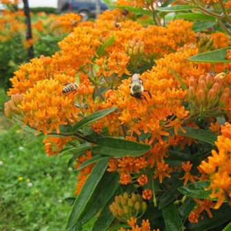 Kínai leander (Asclepias)