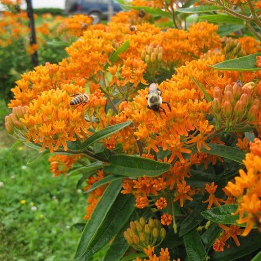 Asclepias tuberosa - Kínai leander