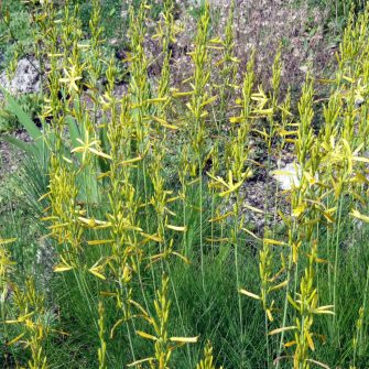 Virágoszlop (Asphodeline)