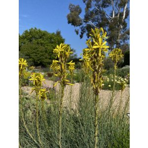 Asphodeline lutea - Virágoszlop