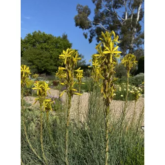 Virágoszlop (Asphodeline)