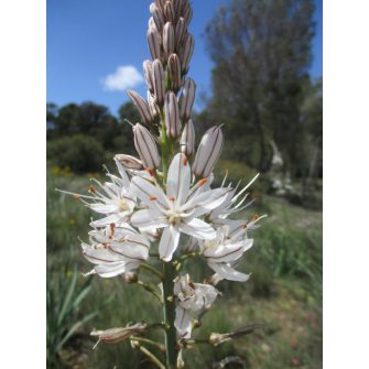 Aszfodélosz (Asphodelus)