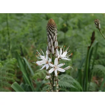 Aszfodélosz (Asphodelus)