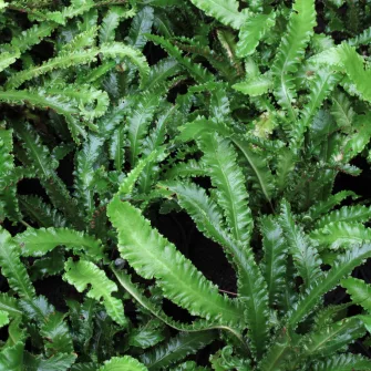 Fészekpáfrány (Asplenium)