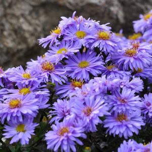 Aster divaricatus Blauer Gletscher - Évelő őszirózsa