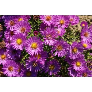 Aster divaricatus Heinz Richard - Évelő őszirózsa